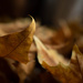 And here is still warm autumn by haskar