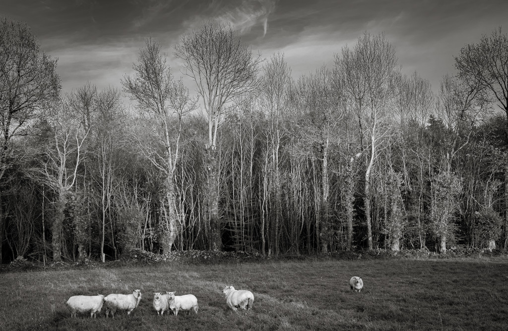 5+1 sheep... by vignouse