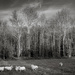 5+1 sheep... by vignouse