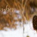 December by gardencat