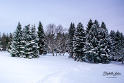 10th Dec 2019 - Winter in Ringve Botanical Garden