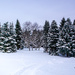 Winter in Ringve Botanical Garden by elisasaeter