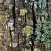 Beautiful Textures & Lichen ~  by happysnaps