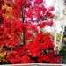 Just Like Red Leaves by gardenfolk