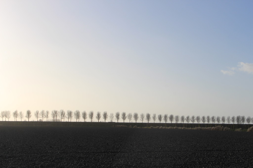 72 trees in a row.  by pyrrhula