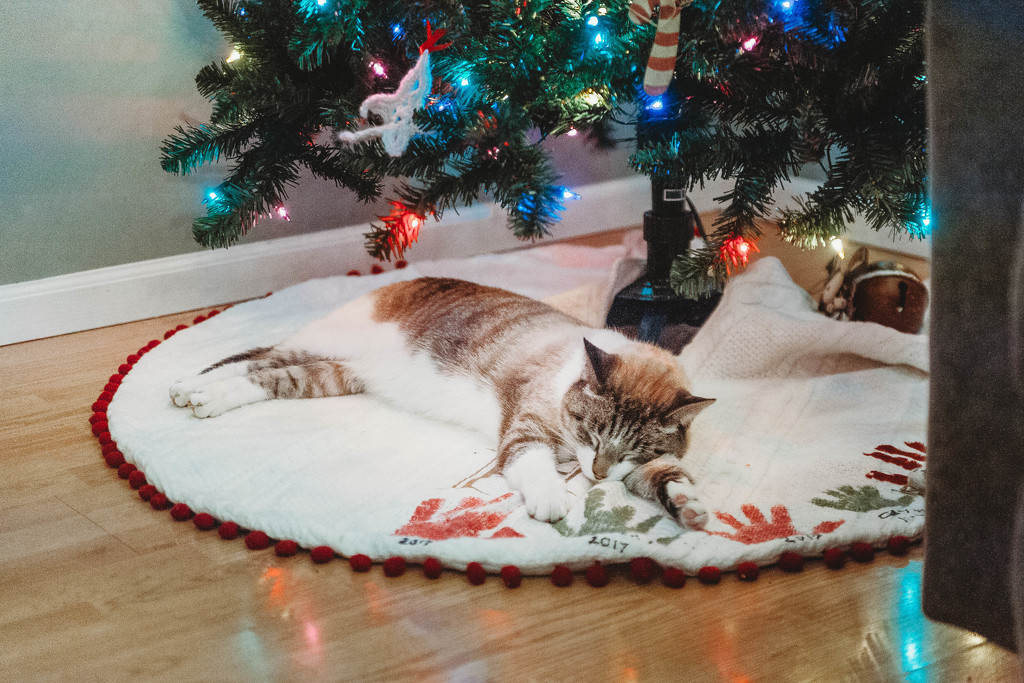 Christmas Kitty by mistyhammond