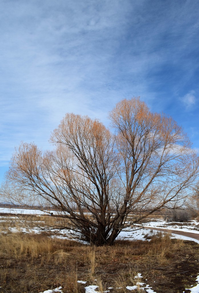 Tree at Arapaho Bend by sandlily