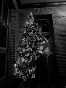 10th Dec 2019 - Christmas Tree In b&w
