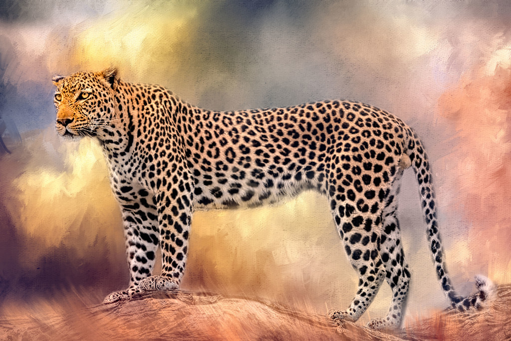 Leopard by ludwigsdiana