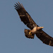 Juvenile Bald Eagle, Just Floating Around! by rickster549