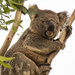 no I'm not gunna be santa! by koalagardens