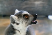 30th Nov 2019 - RingTailed Lemur