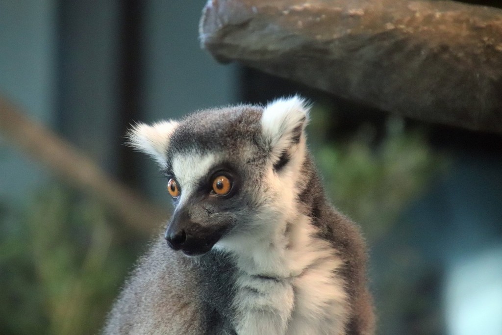 Ring Tailed Lemur 2 by randy23