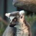 Ring Tailed Lemur 2 by randy23