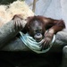 Young Orangutan by randy23