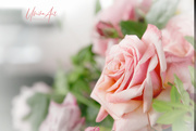 9th Dec 2019 - pink rose