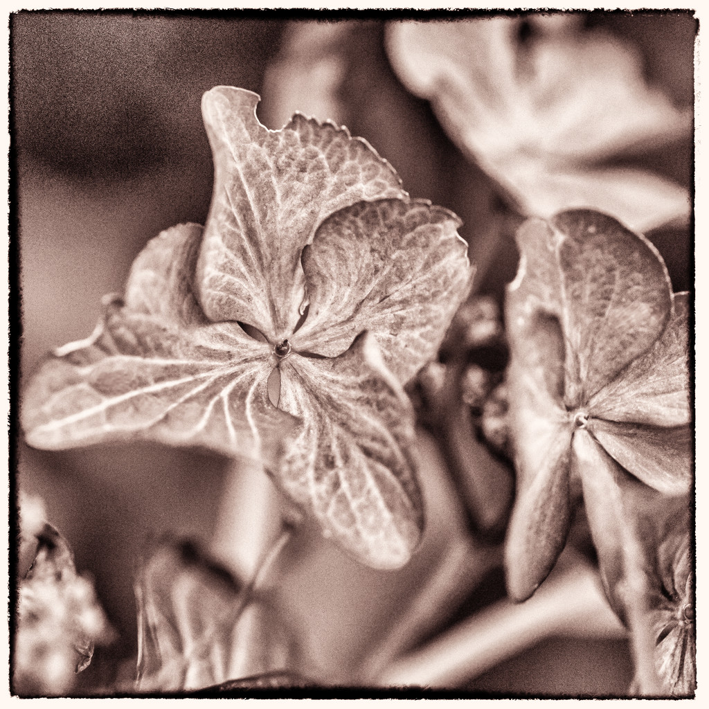 Another hydrangea by pamknowler