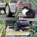 Neighbourhood cats. by grace55