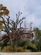 2nd Nov 2019 - Vulture Tree
