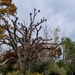 Vulture Tree by houser934
