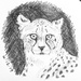 Cheetah by harveyzone