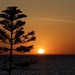 Sunset Silhouettes_DSC9282 by merrelyn