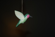 11th Dec 2019 - hummingbird