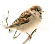 11th Dec 2019 - sparrow