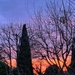 Sunrise in my garden.  by cocobella