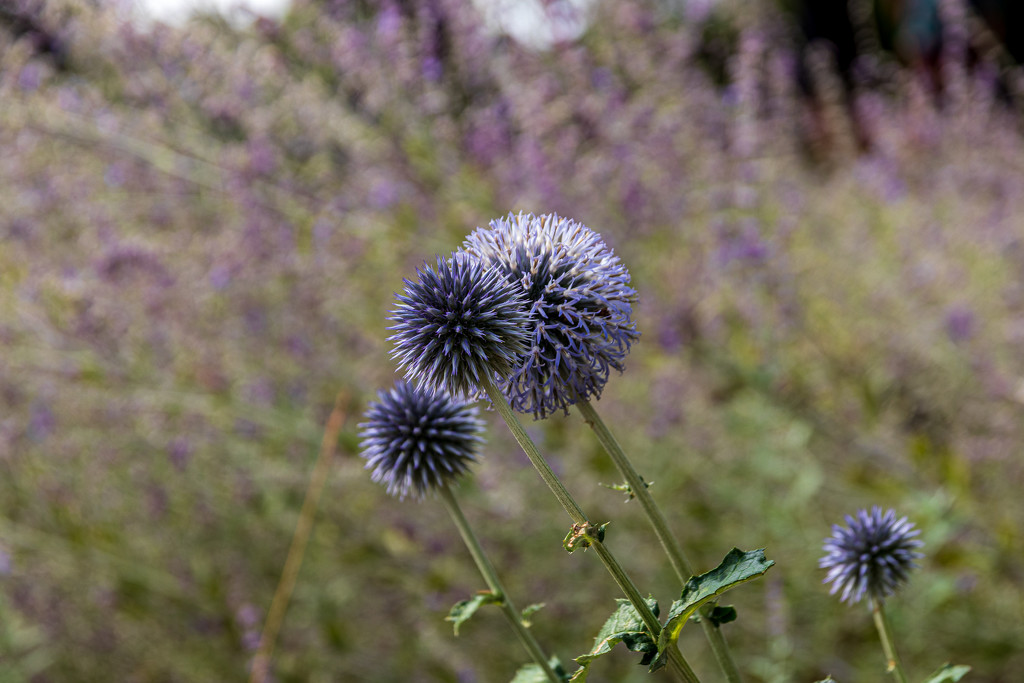 Purple Puffball by swchappell