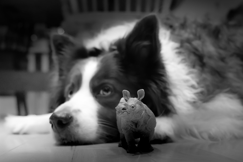 the dog and rhino show... by northy