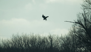 11th Dec 2019 - bald eagle takeoff