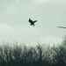 bald eagle takeoff by rminer