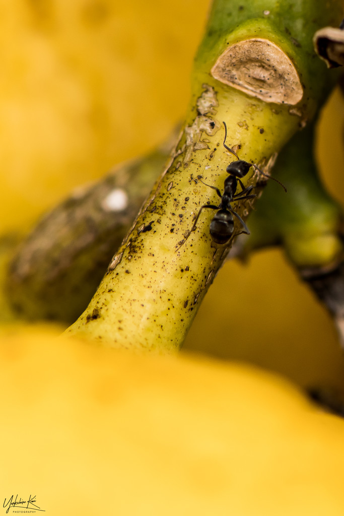 Ant on my Lemons by yorkshirekiwi