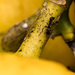 Ant on my Lemons by yorkshirekiwi