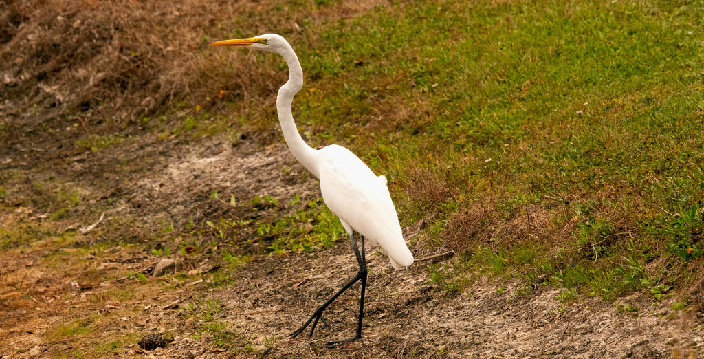 Egret Getting Away From Me! by rickster549