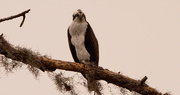 11th Dec 2019 - Osprey Scoping Out the Pond!