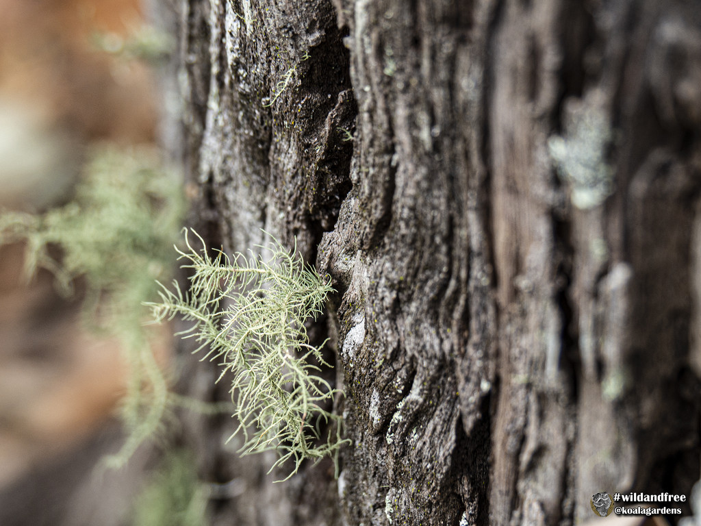 selectively focusing on lichen by koalagardens