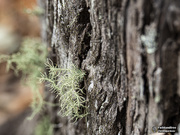 10th Dec 2019 - selectively focusing on lichen