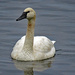 Trumpeter Swan adult by kathyo