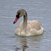 Juvenile trumpeter swan by kathyo