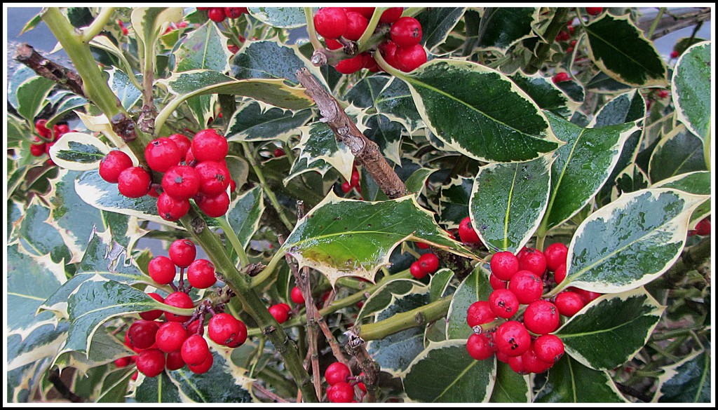 Variegated holly. by grace55