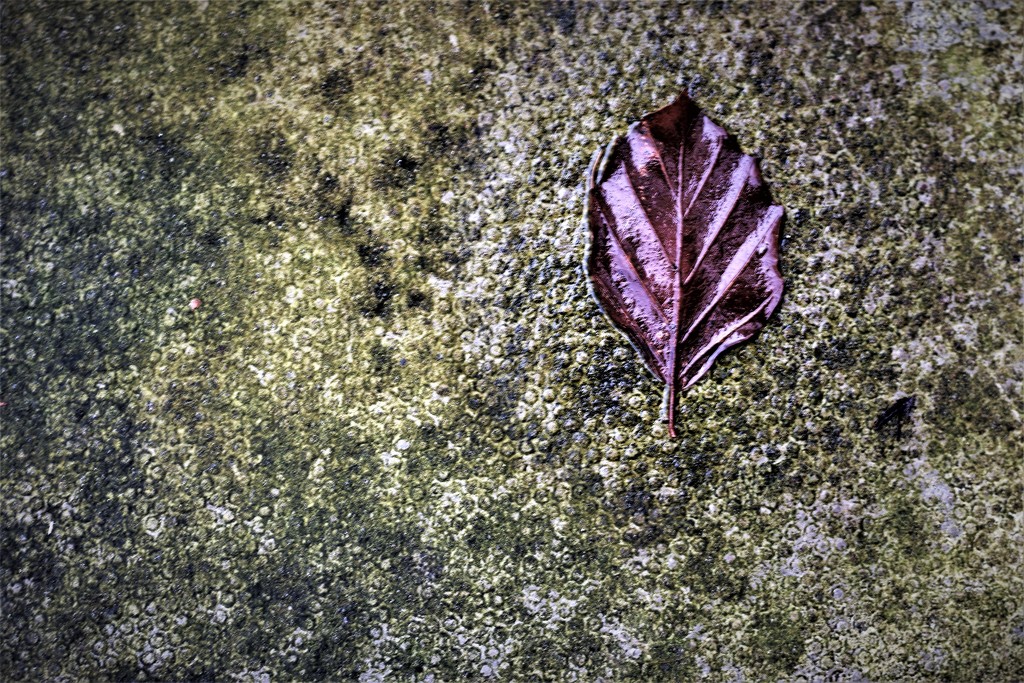 leaf by christophercox