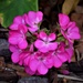 Pretty Pink Geranium ~      by happysnaps