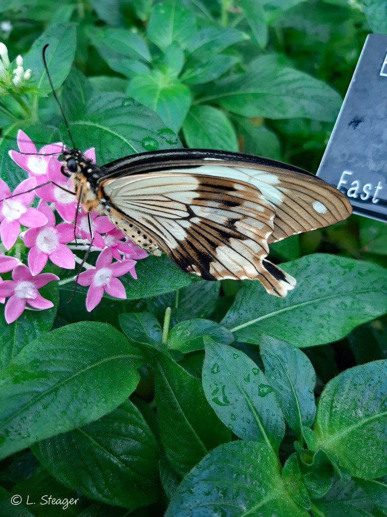 Swallowtail by larrysphotos