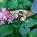 Swallowtail by larrysphotos