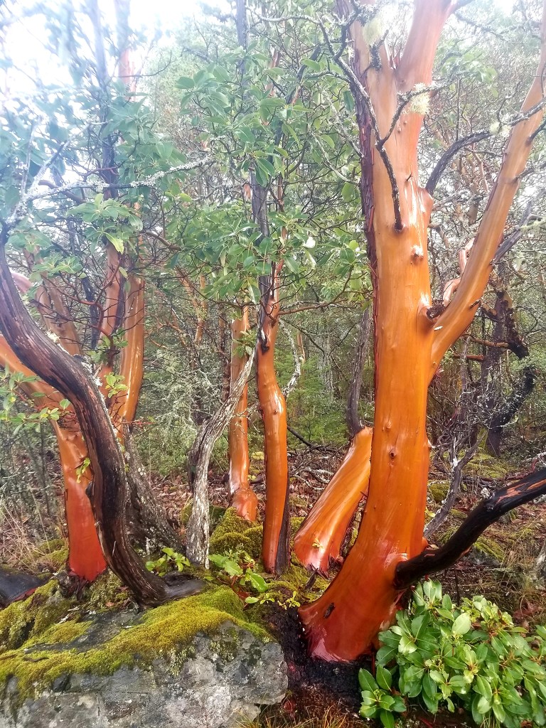 Arbutus in the Rain by kimmer50