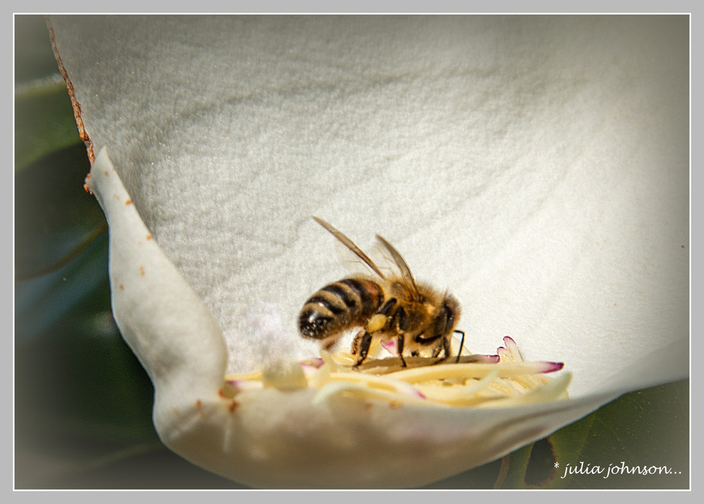 Bee's other Side... by julzmaioro