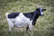 11th Dec 2019 - Classic Fainting Goat