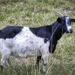 Classic Fainting Goat by kvphoto